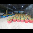 Wir durchfuhren das Zentrum des thailändischen Durianhandels